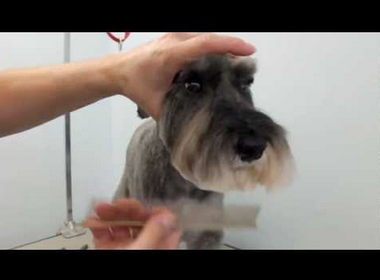 HelloSchnauzer's tweet photo. How to #groom  a Miniature Schnauzers head 
watch video : http://t.co/0YJk2GyMKx http://t.co/gHUgvgX68s