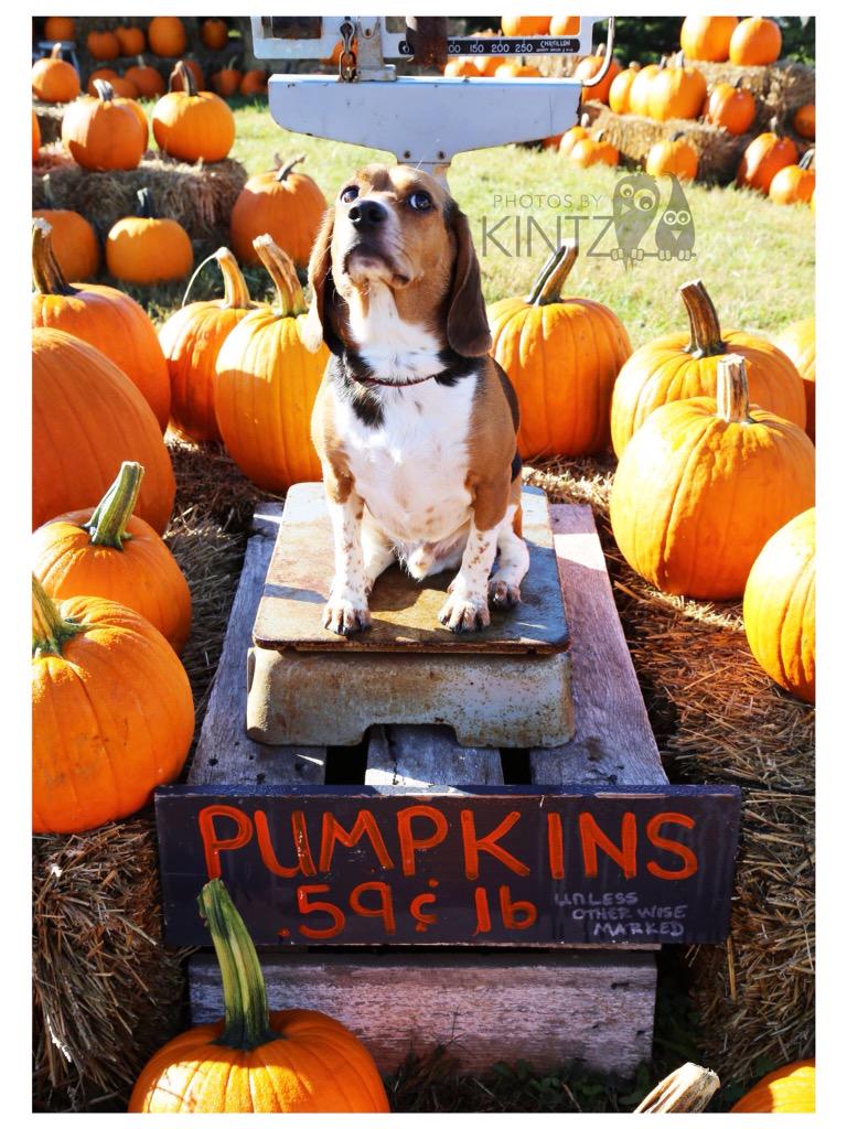 M&amp;D just got married, so it's been a very busy year 😍 We are all well though and my 3rd bday is in a few weeks!