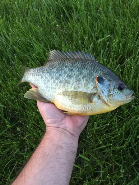 harmon_dxt's tweet photo. @Wired2Fish look at this shellcracker! #slabzilla http://t.co/uM0foZ8JH9