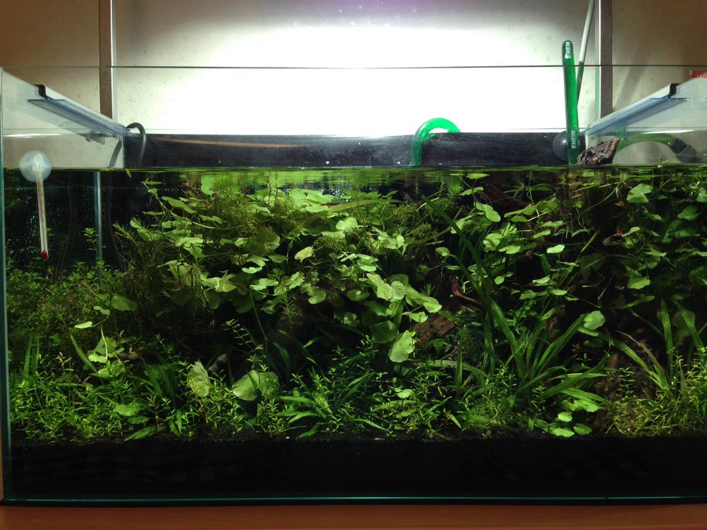 カエルdx C100 土 東シ49b 前回の水草水槽 こち アマゾンチドメグサが主体のレイアウトでした パールグラスもちょこちょこありましたね ちなみに チドメグサが増えすぎて中の水草が光量不足で枯れ 最期はスカスカなレイアウトになりリセットしました カエルdx C100 土 東シ49b 前回の水草水槽 こち アマゾンチドメグサが主体のレイアウトでした パールグラスもちょこちょこありましたね ちなみに チドメグサが増えすぎて中の水草が光量不足で枯れ 最期はスカスカなレイアウトになりリセットしました