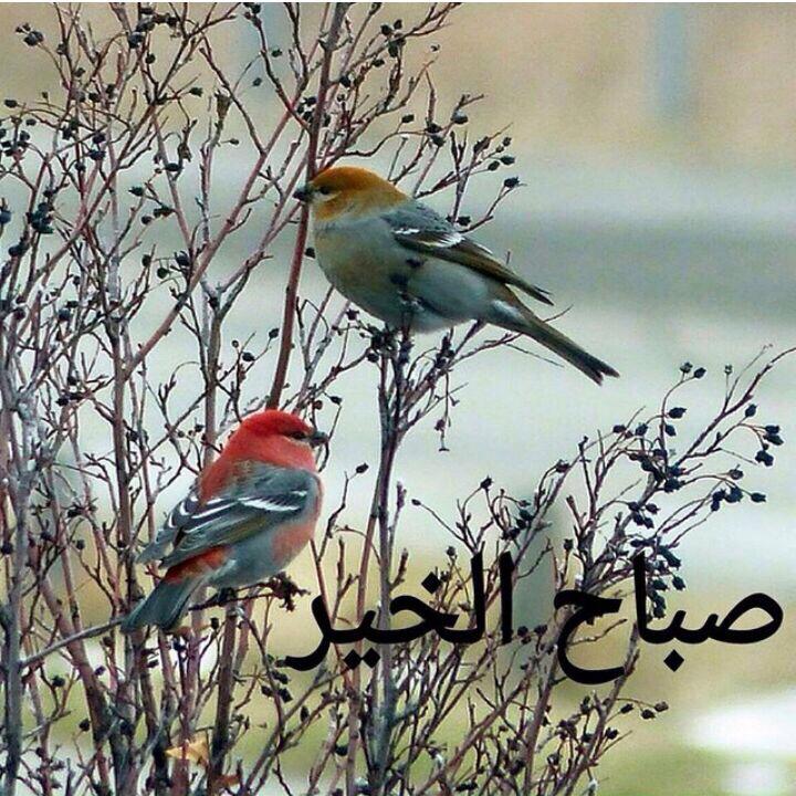 اللهم بك اصبحنا وبك امسينا والليك النشور