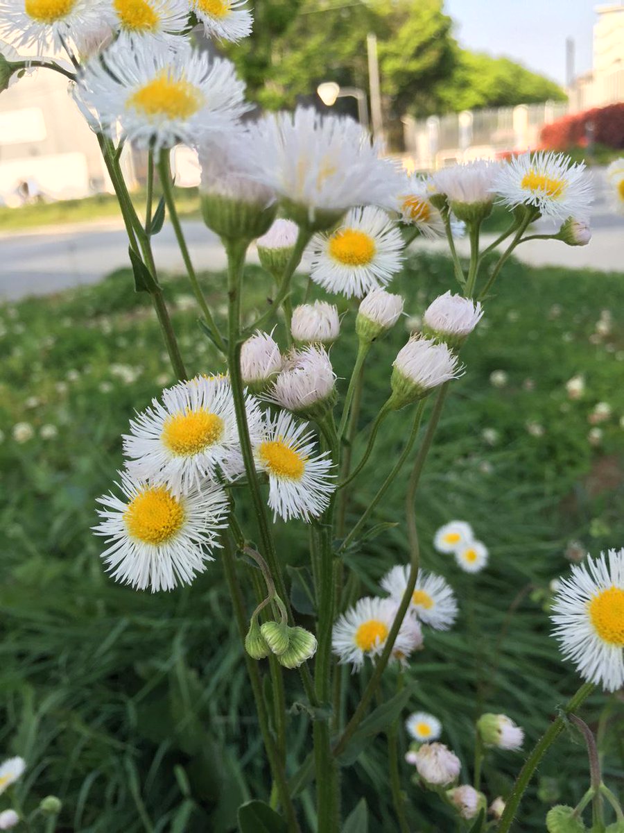 榎本正樹 Sur Twitter 近くの公園でハルジオンの花を見つけた ハルジオン とヒメジョオンは見分けにくいが 開花時期や茎に対する葉の付き方が異なる この時期咲いているのはハルジオンだ あの花には勿忘草に続く重要な花の一つとしてヒメジョオンが登場する 続く