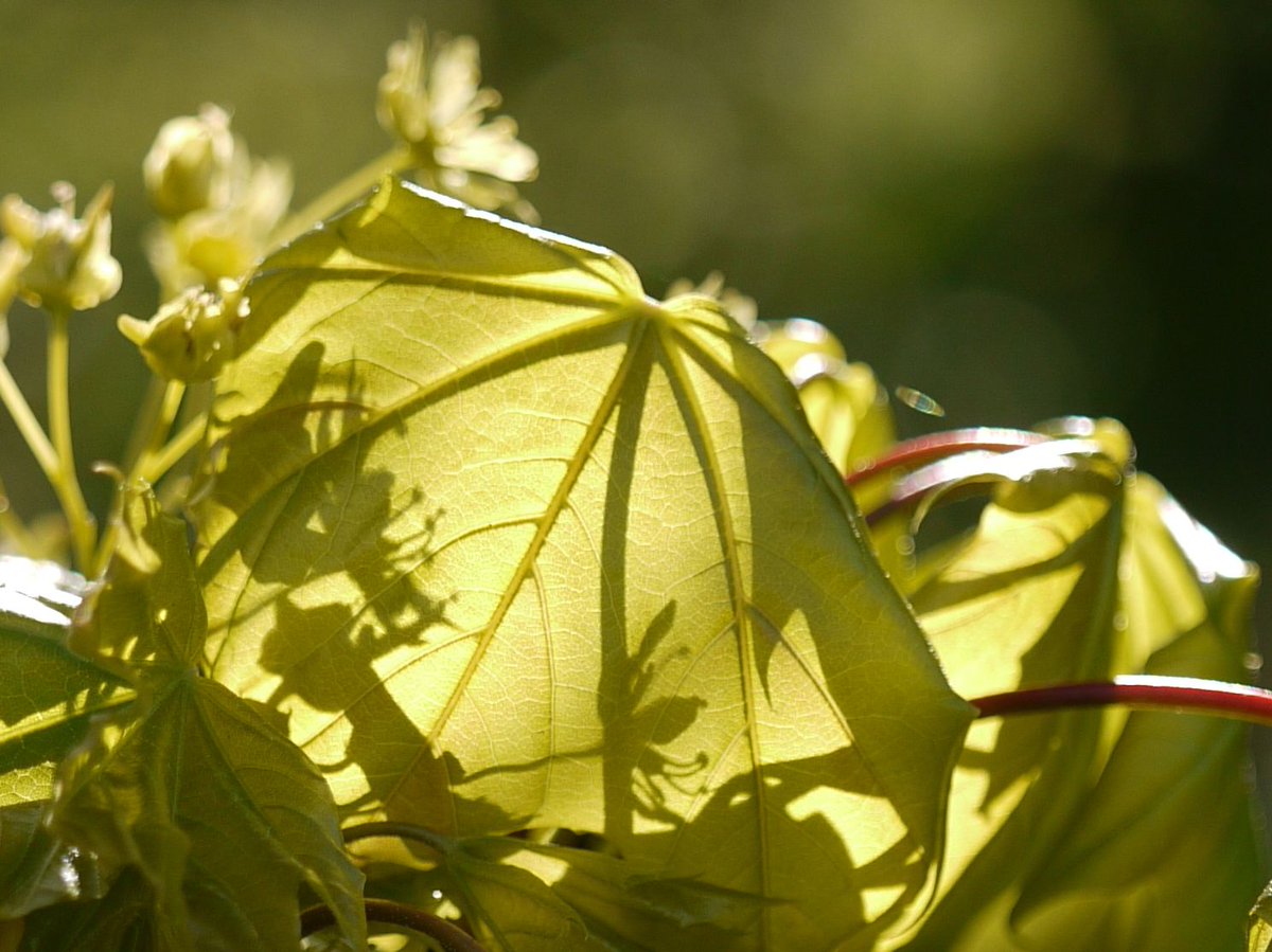 kingsmeadfield's tweet image. Sunshine and shadows on Norway Maple leaves on #kingsmeadfield…