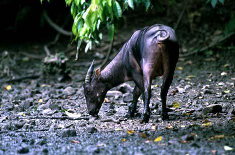 Balang Institut On Twitter Tahukahkamu Bhwa Anoa Hewan Berkuku
