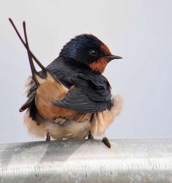 Featherfields's tweet photo. #birdbum @digiscoper: Swallow at East lane bawdsey http://t.co/biGjK5gGaWโ
