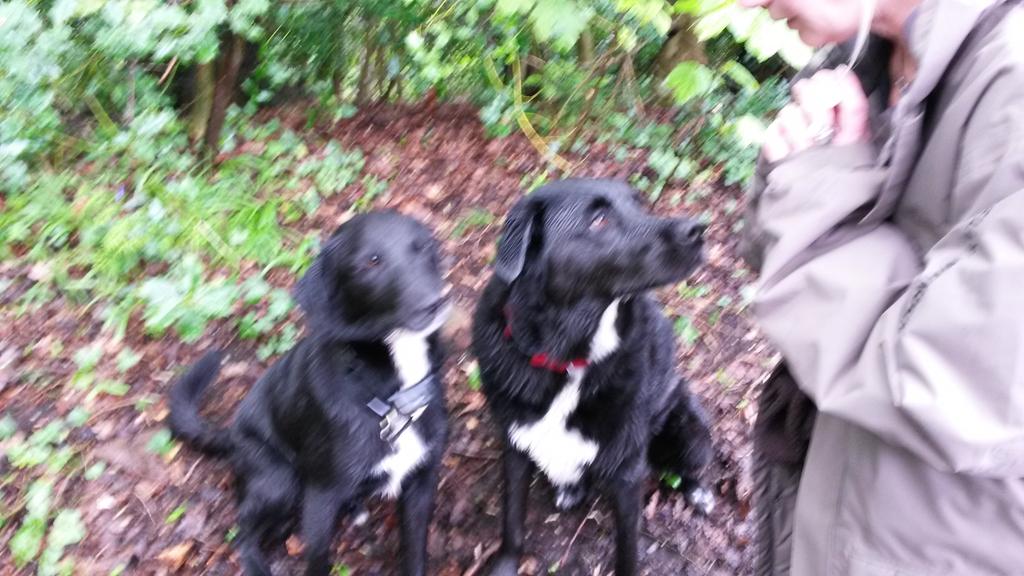 Martharebeccat's tweet photo. Cashew is loving having his friend tino to stay - both adopted from#@ManyTearsRescue http://t.co/ySC2CrxX1v