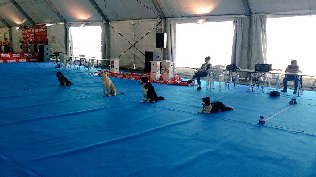 davidquercus's tweet photo. OCI en  feria del perro de Archidona 2015 http://t.co/7l6JQDM9qm