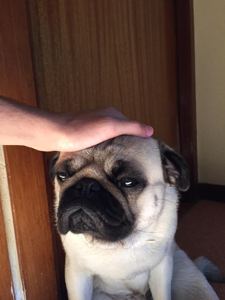 SiriusMolon's tweet photo. Qué decepción que no gane Pacquiao... 
Es chino, como yo... 😔 http://t.co/lnWrGZx2EY