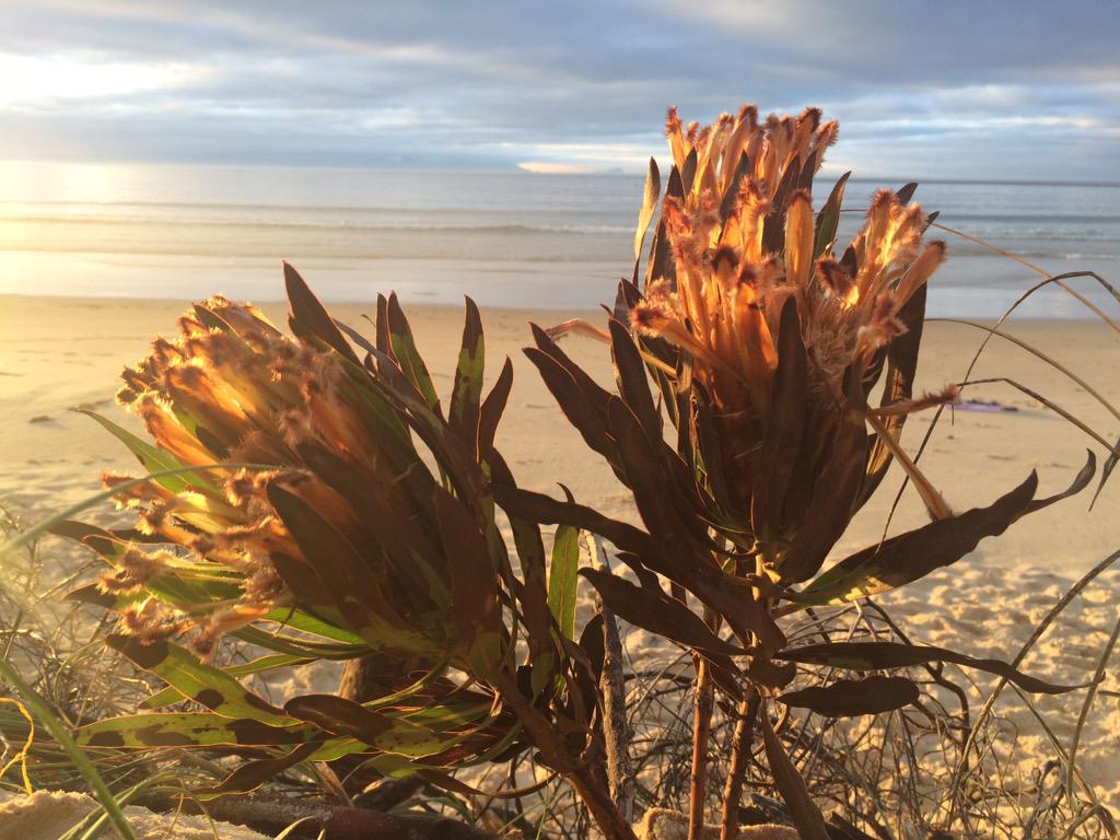 mrsngood's tweet image. Sunday morning in Cape Town #CapeTown #morningSunLight #FalseBay @CapeTownEtc @PromoteCapeTown @CapeTown #deepSouth
