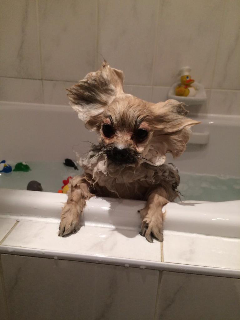 crewmuttley's tweet photo. Hope enjoying her bath #dogs #petsitter #london #southgate #cute #dogsofinstagram http://t.co/9wmuzcZSjK