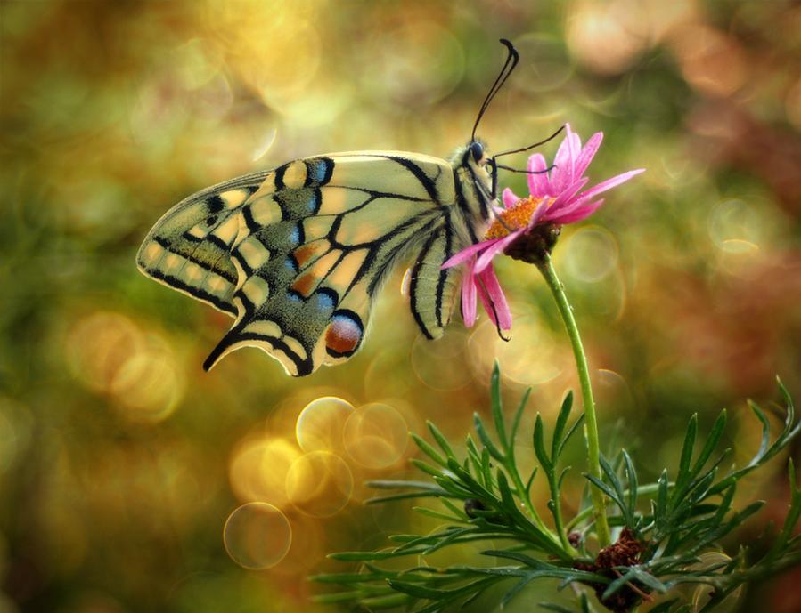 LondonButterflies UK tweet media