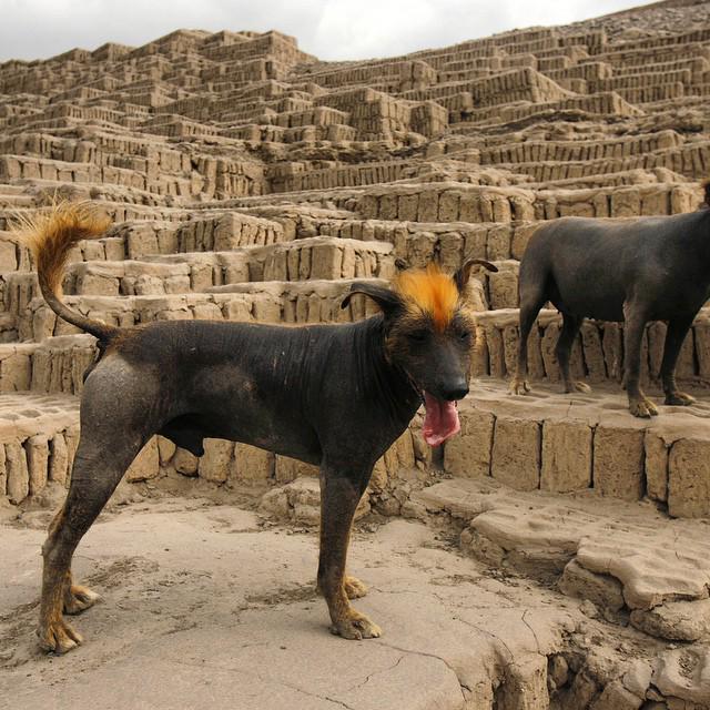 dogsofinsta's tweet photo. A Peruvian Hairless dog! #peruvianhairlessdog #peruviandog #perudog #peruvianhairless #peru #hair #dog #dogs #dogsco… http://t.co/wZH7Un39hg