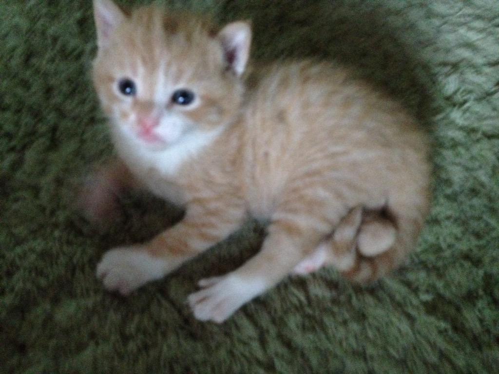 JasiChimera's tweet photo. "Who are you and where is mommy?" http://t.co/tYQJyHxHfv