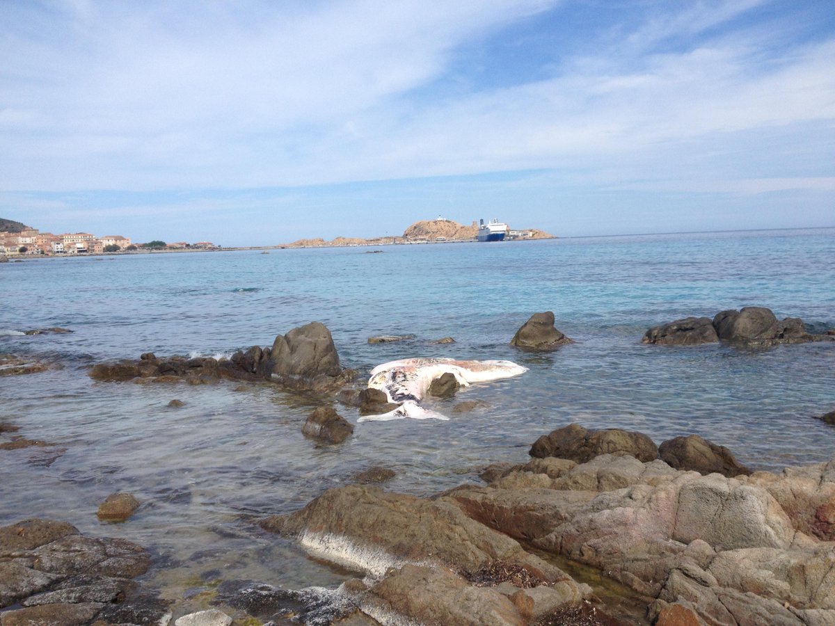 Un #animal marin #échoué sur la plage de #Monticello grcm.fr/n1780066