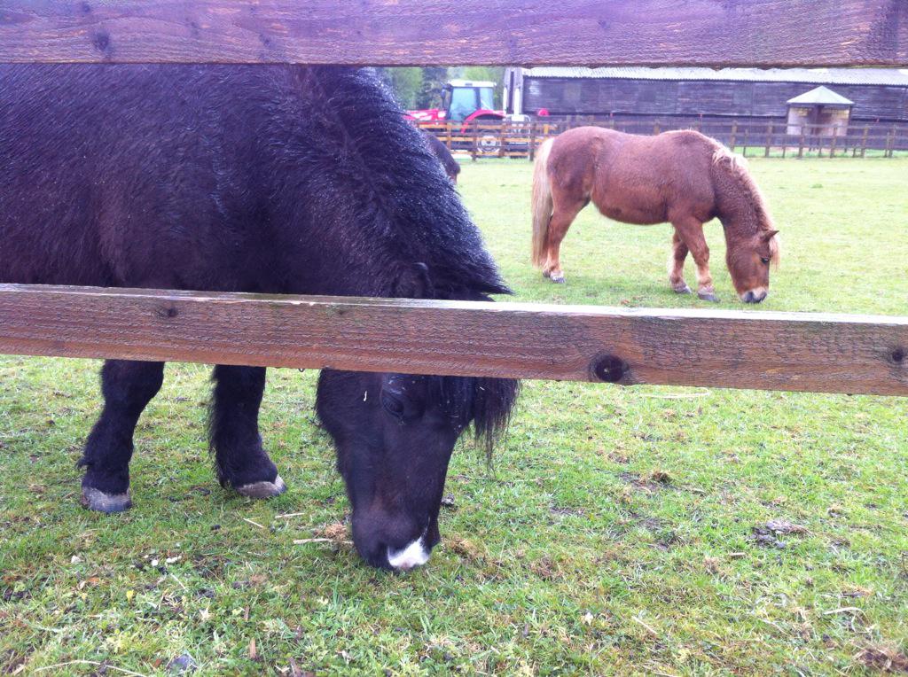 BBCNick's tweet photo. We've found first location on #essexquest; Red Wings Ada Cole Horse Rescue Centre @RedwingsHS in #BroadleyCommon. http://t.co/66lVSirR1e