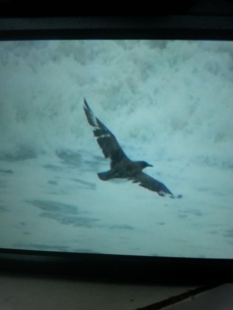 AddeyNick's tweet photo. Tatty Bonxie just gone south here #longnab #scarborough #ESE7 http://t.co/47CLmVDct1