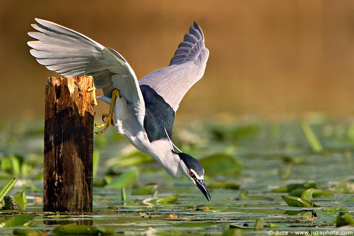 'Going for the Kill...' 

Via <a href="/crazyboy1974/">abdul</a>  

#Nature #Wildlife #Birds #Photography