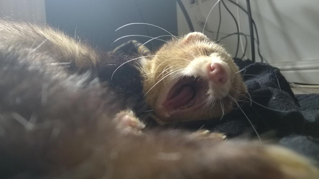 MaxSuperFerret's tweet photo. #YAWN http://t.co/6NJ0GTuOFi