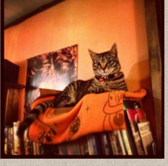 ralkh116's tweet photo. 拡散RT@saramibot 仙台市で看板猫が行方不明になっていますhttp://t.co/RfvyQSDcqp
#猫 #タクシー #個人タクシー #モラル #宮城県 #仙台市 #仙台 #迷子猫 #保護 #迷い猫 #車 #拡散希望rt http://t.co/fUsr3N2tSo