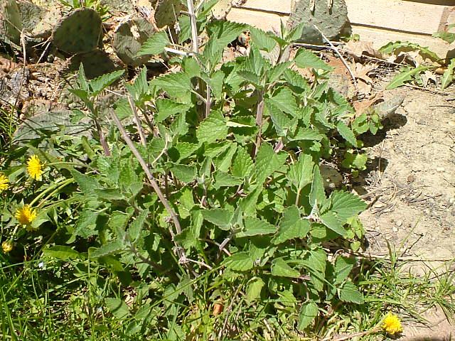 CrackForKitty's tweet image. Pictures 2015 #CatNip crop coming in. It looks to be a Super Year here at #CrackForKitty