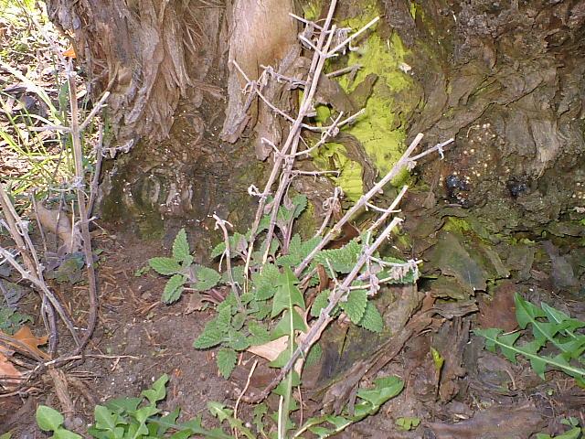 CrackForKitty's tweet image. Pictures 2015 #CatNip crop coming in. It looks to be a Super Year here at #CrackForKitty