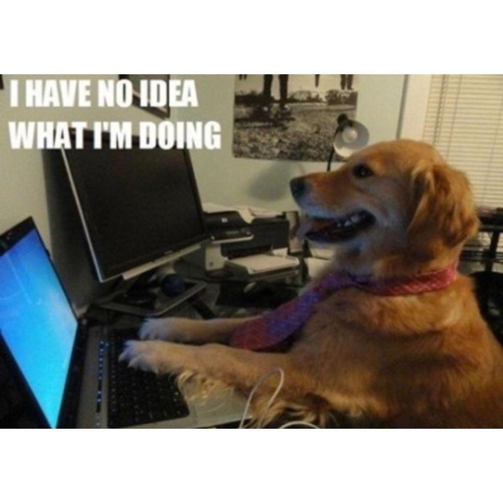 ClueLessAnimals's tweet image. 