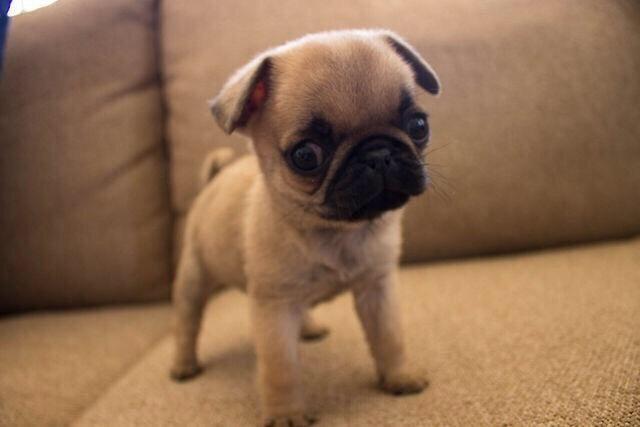 growingpug's tweet photo. 😍😍😍 http://t.co/aXR1yC013i