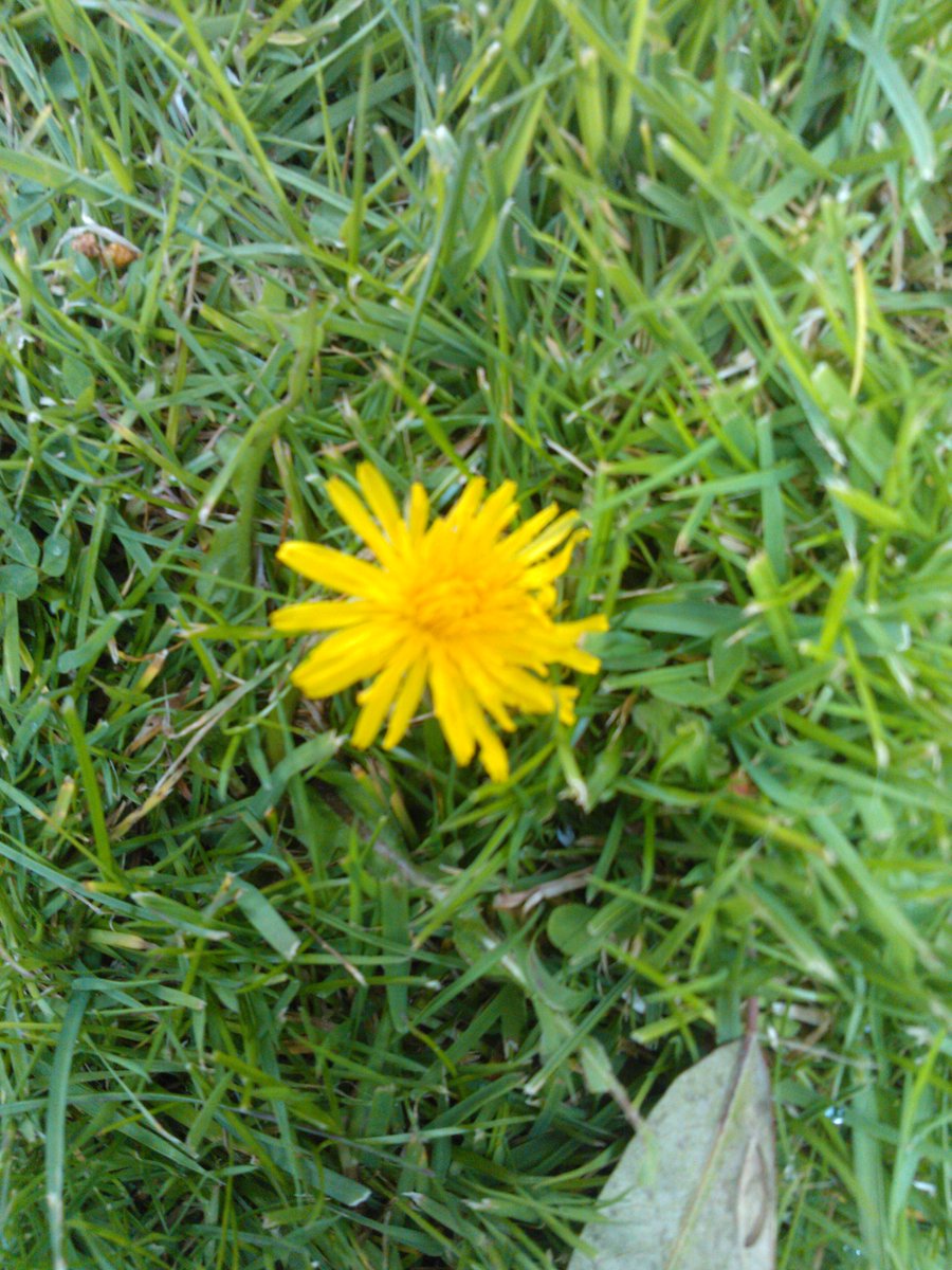 david_jones73's tweet photo. So much for a thorough dandelion hunt! #cantgetthestaff http://t.co/eVGH30ZU50