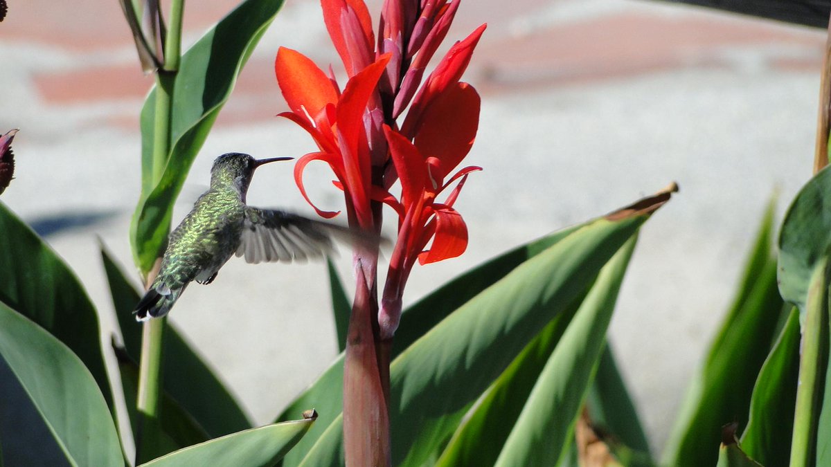 TraderStf's tweet photo. #TABLETMOMENT #USA #Santa_Barbara #California #HummingBird #Colibri #Oiseau_mouche #Apodiformes 2014 July http://t.co/yNGKlX0vT0