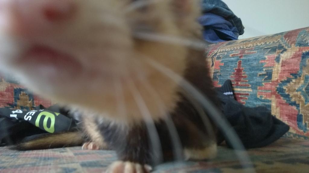 MaxSuperFerret's tweet photo. #EXTREME CLOSEUP!!! http://t.co/7qiy6c7kbV
