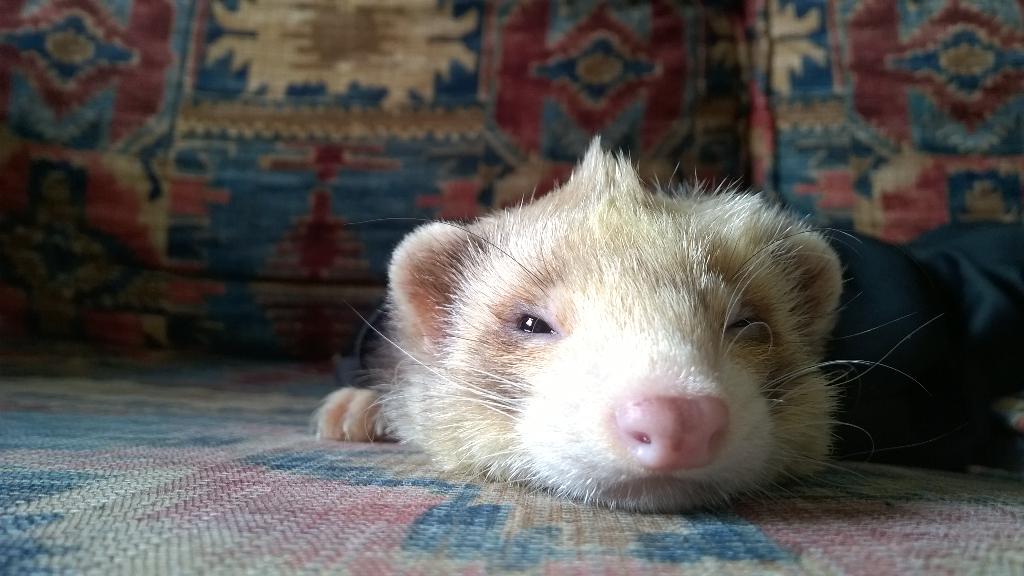 MaxSuperFerret's tweet photo. #Mohawk http://t.co/mRCiqgpHiw