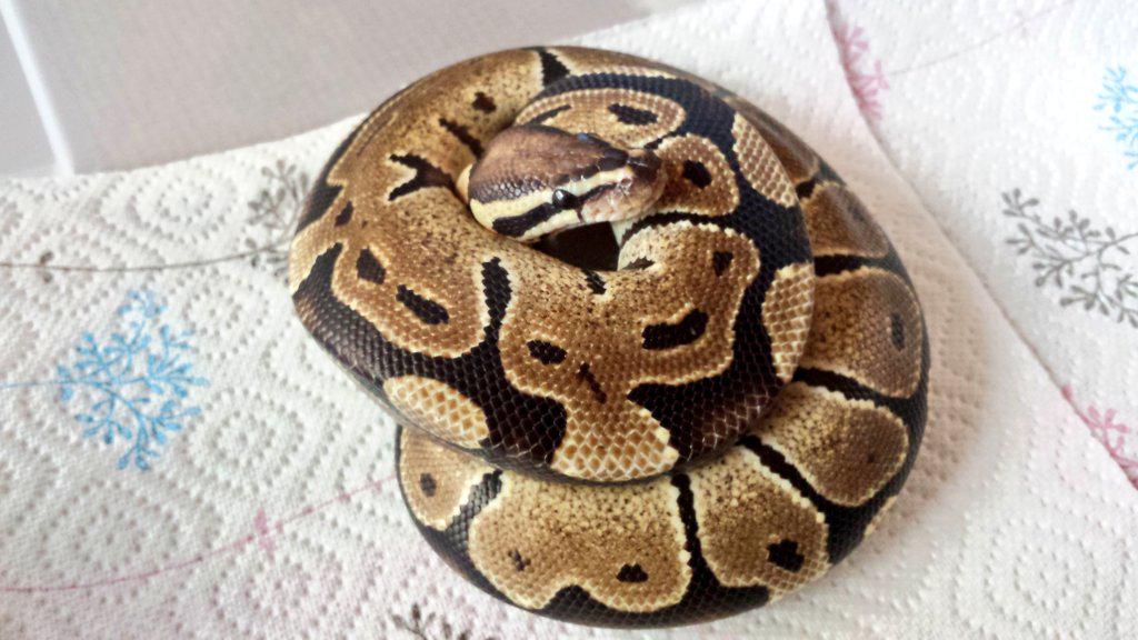 ProlificCynic's tweet photo. Cassidy my new #Vanilla #royalpython from #WarringtonPets. Quick pics before quarantine ๐ http://t.co/5UCz79srqp