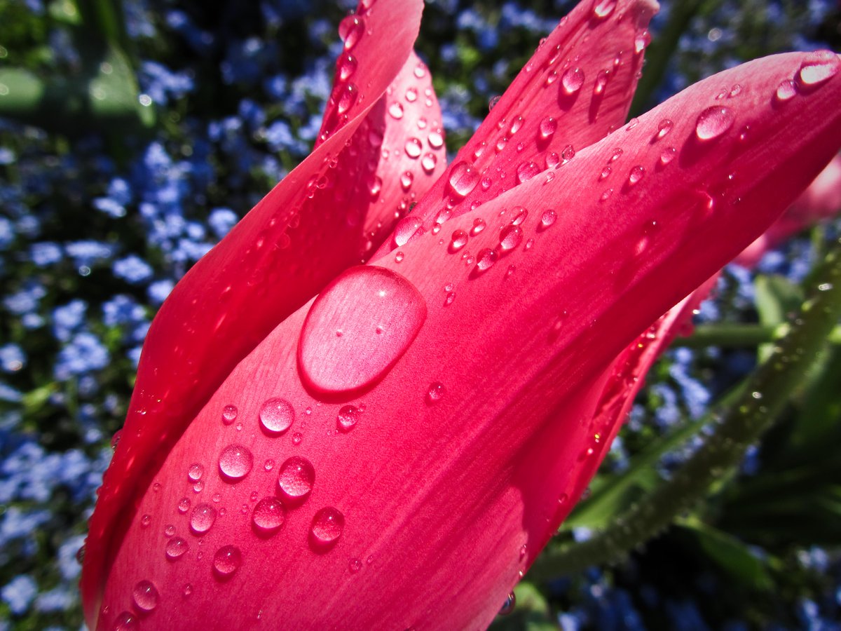 sofiaoraa's tweet image. Utiliza el #TeDeCompost para rociar las hojas de tus plantas y árboles jóvenes.