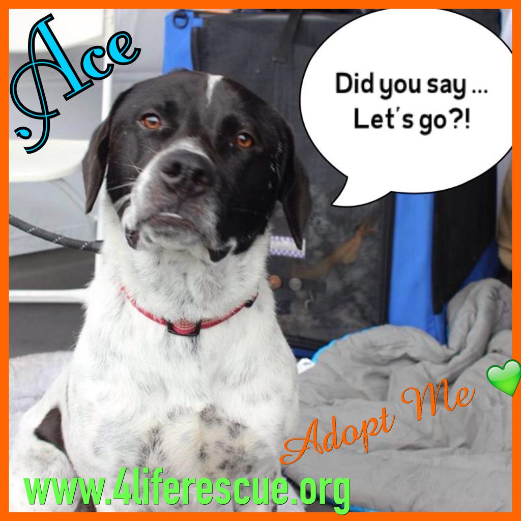 4LifeRescue's tweet photo. Let's Go! #RossmoorFestival at #RushPark in OC💚Ace is a sweet #FamilyDog waiting to find his home 4Life🏡Come meet him http://t.co/eALUjjh426