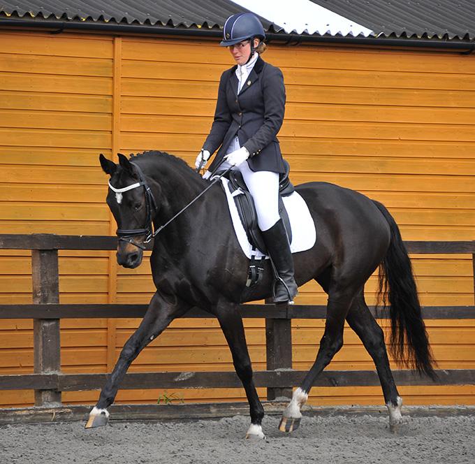 Millie <a href="/RHC_Equine/">Reaseheath Equine</a> warming up for a 75% test! <a href="/Alphasurveyors/">Alpha Surveyors</a> <a href="/ChilloutHorsewr/">Chillout Horsewear</a> @RowenBarbary