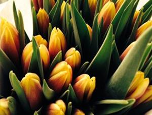 Update: With the bank holiday and final technical adjustments, we will now be launching on May 11th! #britishflowers