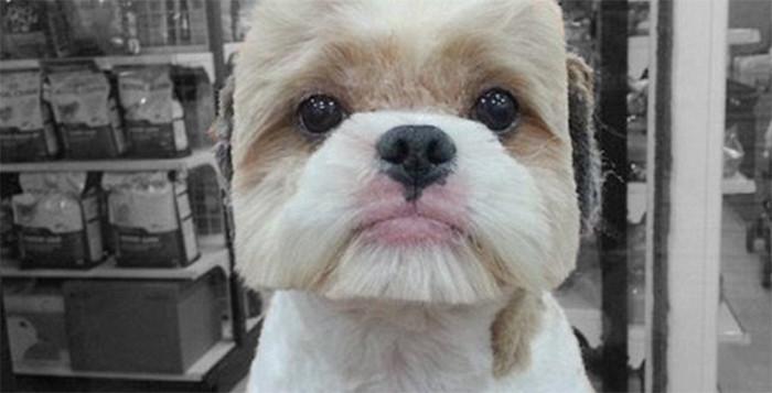 Who needs boo when you can have a square shaped dog?! destinationfemme.com/geometric-dogs…