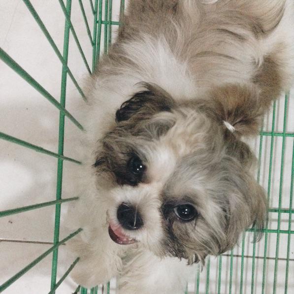 asdfghjkimxx's tweet photo. man bun #superoreo 🐶 http://t.co/HwB94dLIX0
