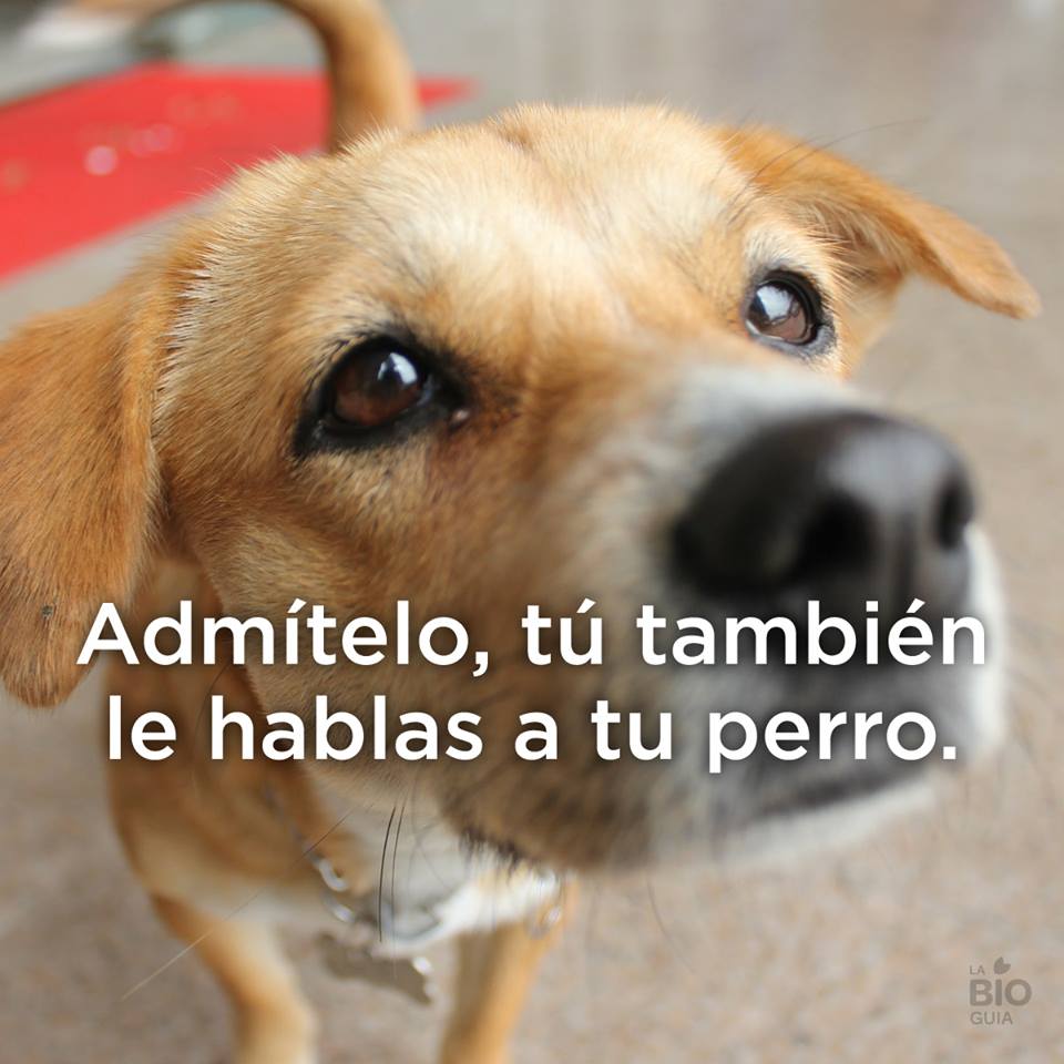 PerroContento's tweet photo. Admítelo, tu también le hablas a tu perro... y te responde jaja :D  #AmorPerruno http://t.co/4zlo2kQJ4M