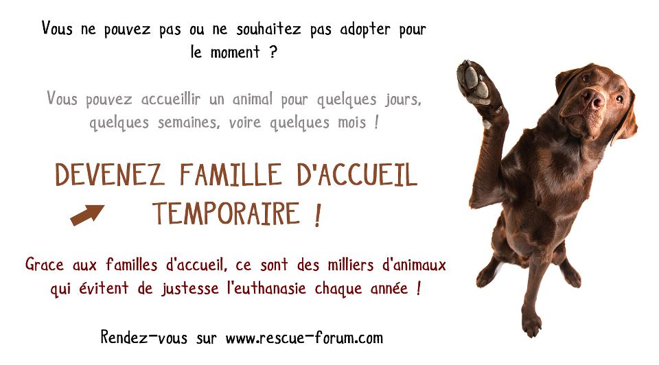 rescue_forum's tweet photo. Accueillez un animal temporairement pour 1 nuit, 1 semaine, 1 mois .. et sauvez une vie ! http://t.co/Tl29tB5BDN http://t.co/vWo2xSV5lC