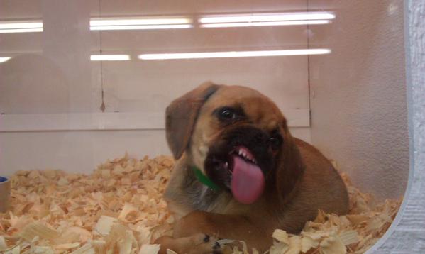 HashtagCuteness's tweet photo. He'll get adopted in no time. http://t.co/KPz1QXNWgp