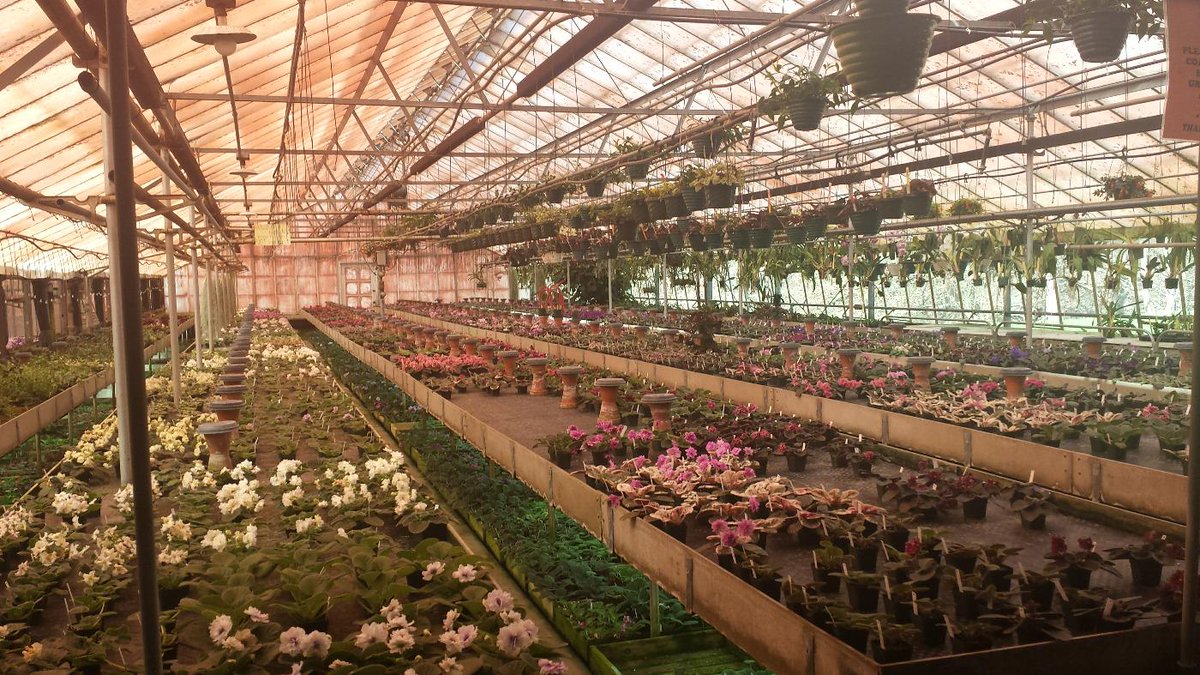 danielafilmer's tweet photo. Hub &amp; I Visited Uncle Paul at his greenhouse today, Lyndon Lyon's http://t.co/Dn6IwdU0FO  #Dolgeville #VioletFestival http://t.co/Nb6DBpwCc2