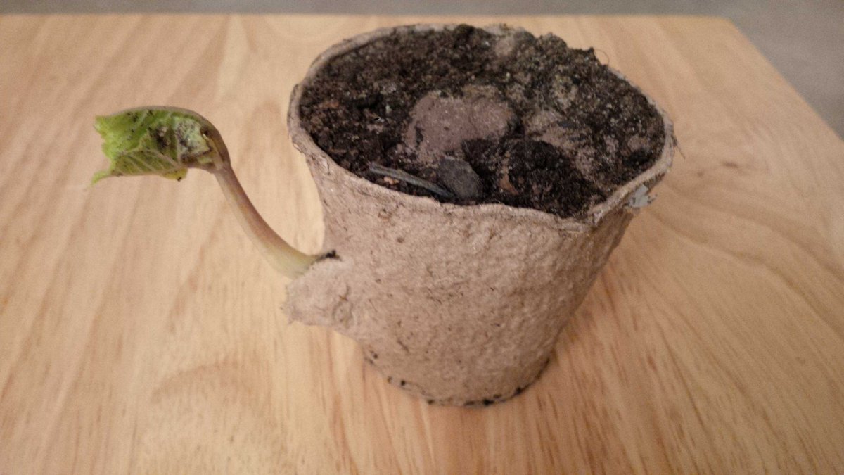 A runner beans teapot - amusing thing plants can do.