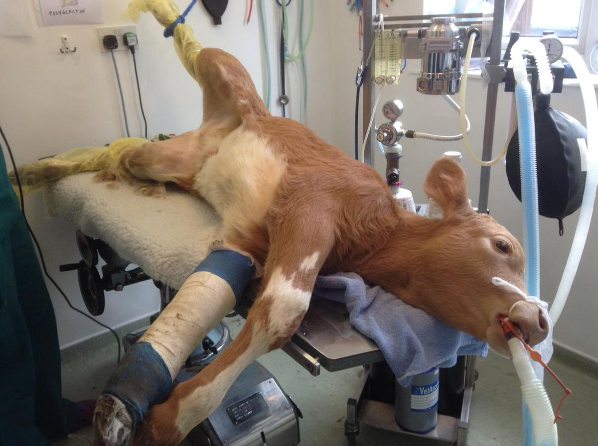 WestRidgeFarm's tweet photo. One broken leg is bad luck.Two is a real problem.Luxating patella corrected by surgery.Worth a try for the poor fella http://t.co/3DLClltAY0