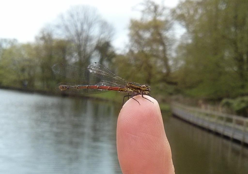This damselfly was rescued from drowning by <a href="/Penbwl/">🧃Isaac🏴󠁧󠁢󠁷󠁬󠁳󠁿</a> #happy <a href="/Dinefwr_Castle/">Dinefwr Castle Woods</a> <a href="/nationaltrust/">National Trust</a>