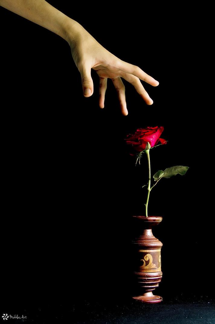 Machlasky's tweet photo. Grab the Rose @NikonIndonesia @ShareFotografi @500px @ClassPhoto @fotografi_ind @PurbaSr #photography #Strobis http://t.co/aJ7BOiVEUy