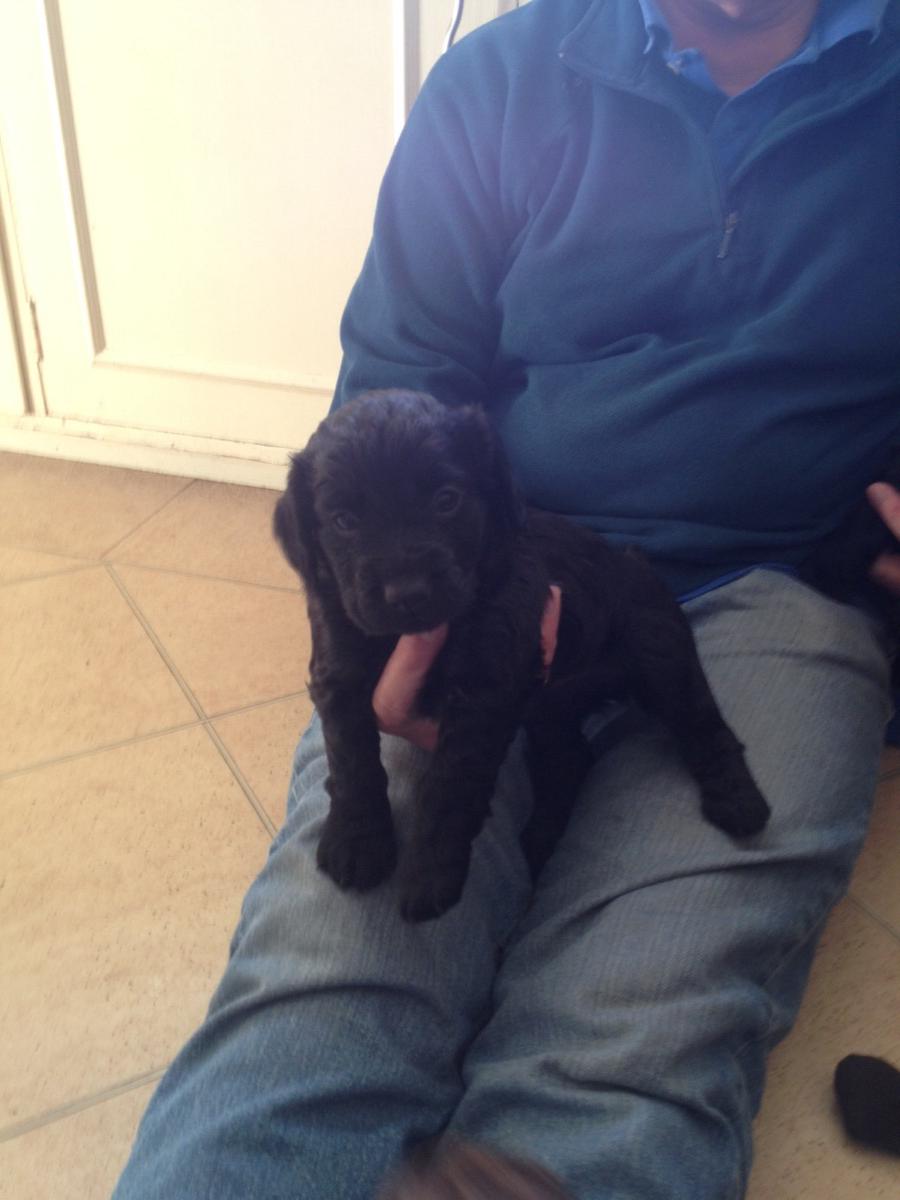 scotlandgundogs's tweet photo. So this is one of the new additions to the lammermuir kennel # quill #Brunta starlord #cocker http://t.co/sn1VZYxtdC