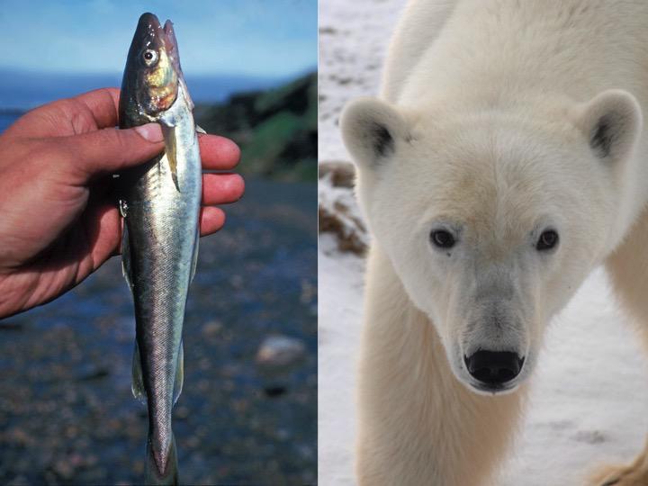 AEDerocher's tweet photo. Warming threatens base of #polarbears food web. Homely Arctic cod critical link to seals/bears http://t.co/W7FKwzUPg2 http://t.co/D4Ff5S5uR0