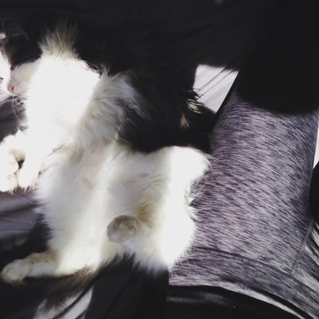RoxTonesUp's tweet photo. #AccountabilityKitty says watching mommy work out is exhausting. 4 miles toward #100bySummer💪 @ToneItUp #BIKINISERIES http://t.co/kjktMVhWFt