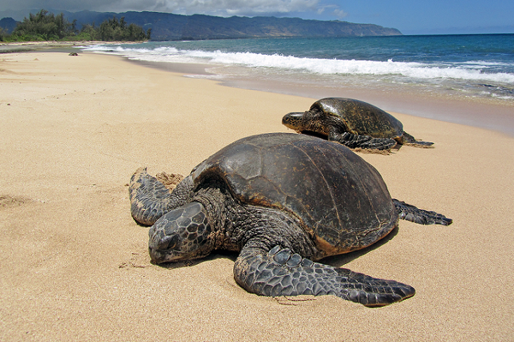 La SAGARPA establece medidas para proteger a las #tortugas marinas en #BCS durante la pesca de especies comerciales.